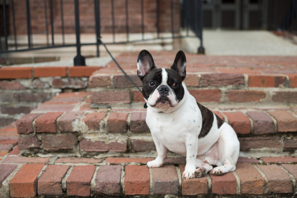 Cumberland University Senior Shoot